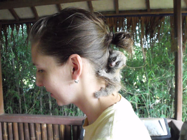 insolite cheveux loris tete