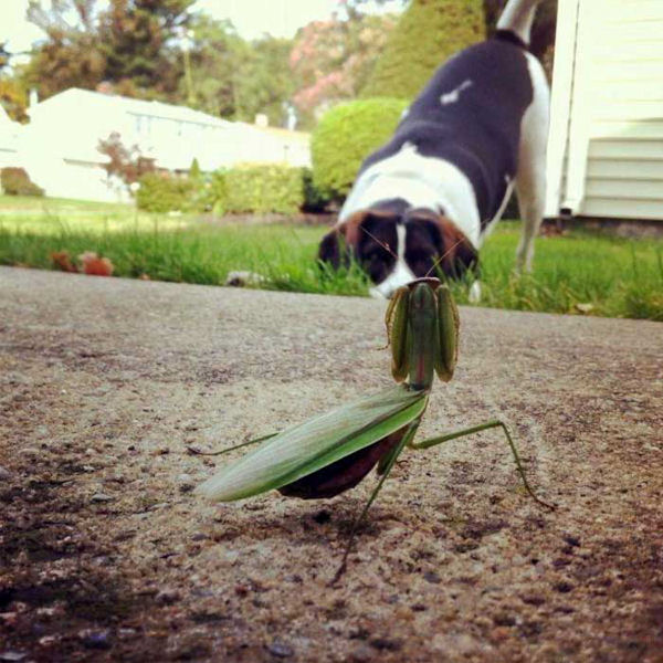 insolite chien mante religieuse