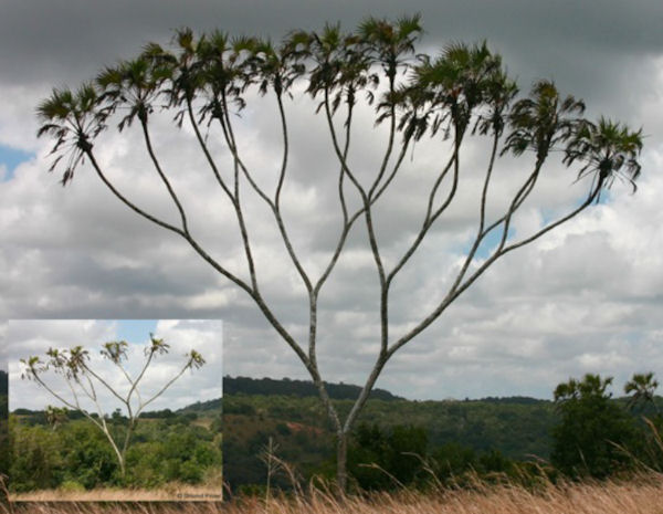 insolite arbre binaire