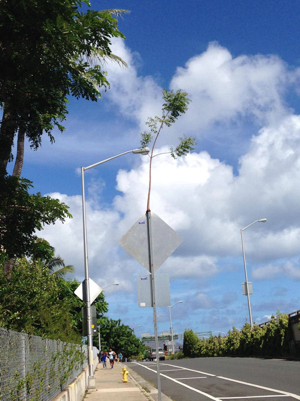 insolite panneau plane