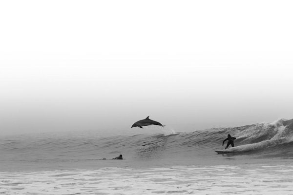 insolite dauphin surf surfeur vague