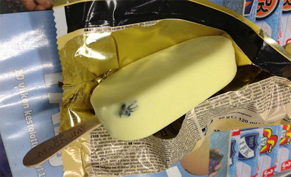 insolite araignee glace
