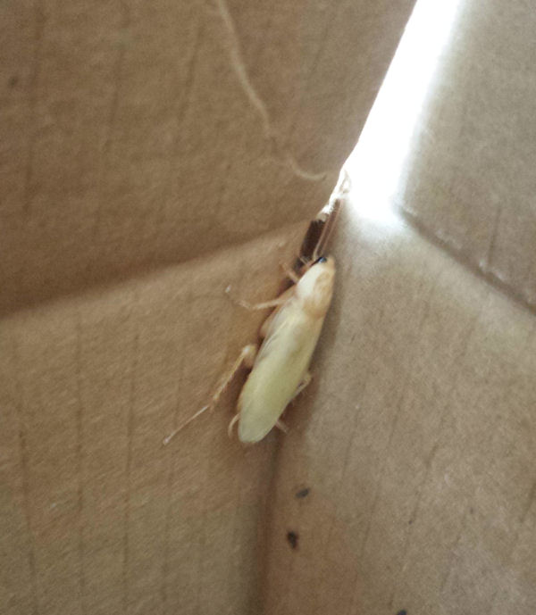 insolite albinos blanc cafard