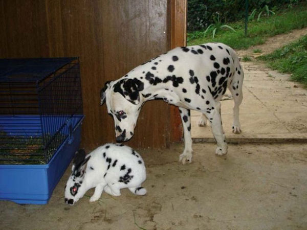 insolite chien dalmatien lapin