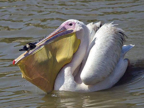 insolite bec canard pelican