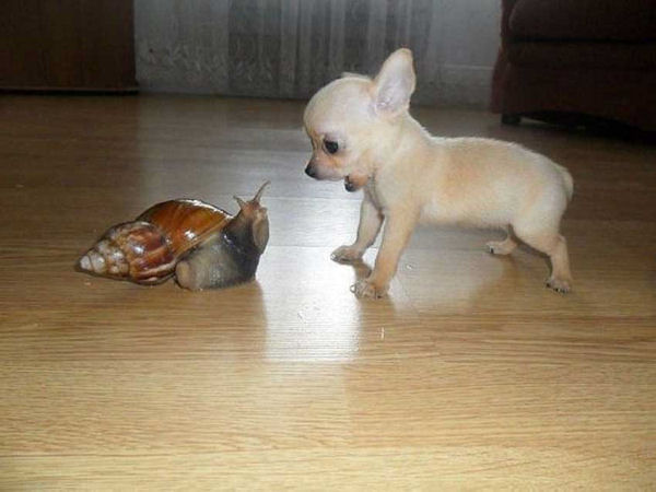 insolite chien escargot