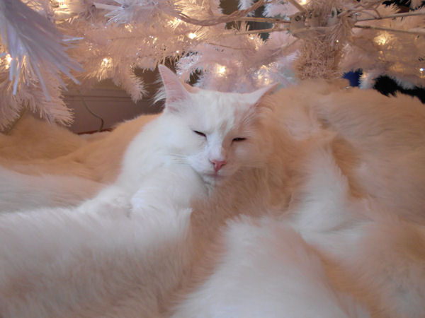 insolite camouflage chat tapis