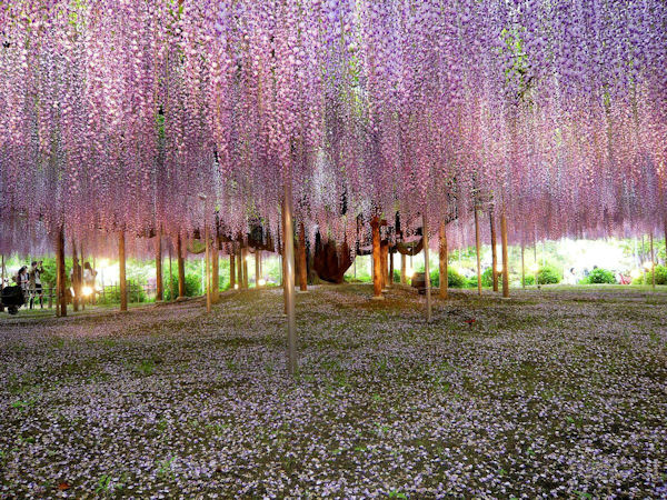 insolite japon plante wisteria