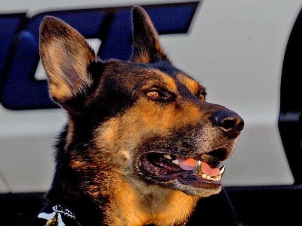 insolite canine chien dent police titane