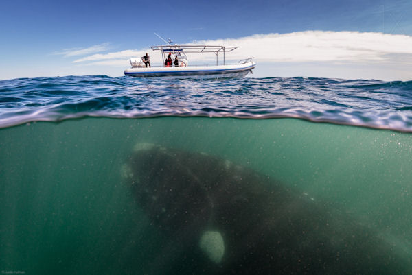 insolite baleine bateau