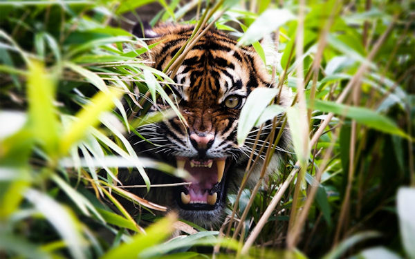 insolite rugissement tigre