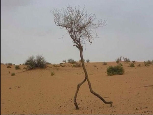 insolite arbre jambe