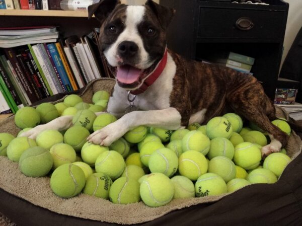 Un chien heureux avec ses balles de tennis
