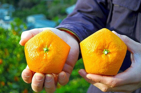 insolite orange pentagone