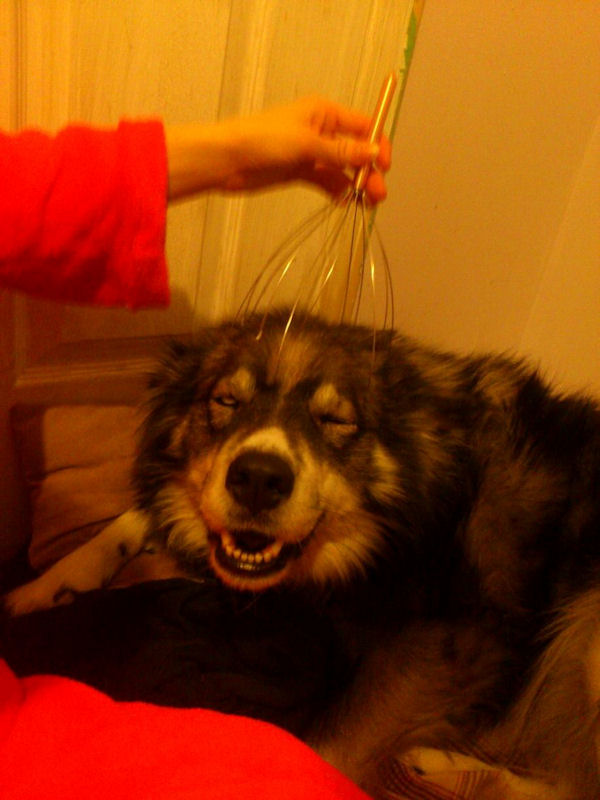 insolite chien massage tete