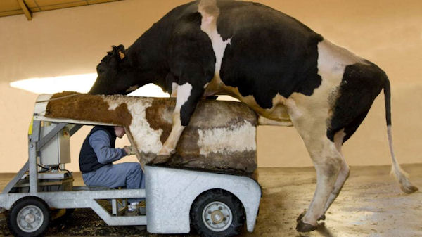 insolite semence taureau vehicule