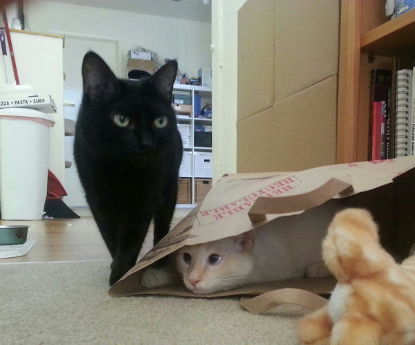 insolite cache cache-cache chat sac