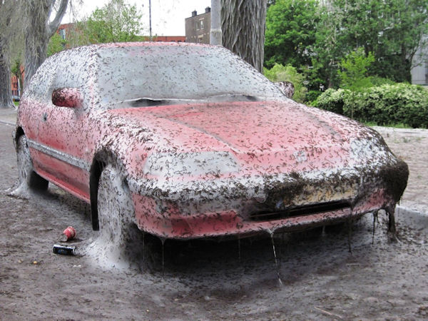 insolite soie ver voiture