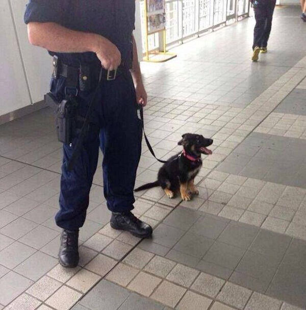 insolite chiot policier