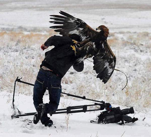 insolite aigle attaque photographe