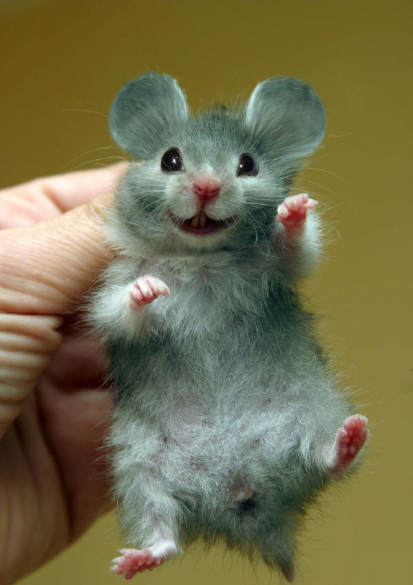 insolite hamster oreille sourire