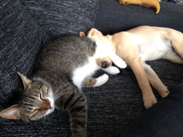 insolite chat chiot patte tete