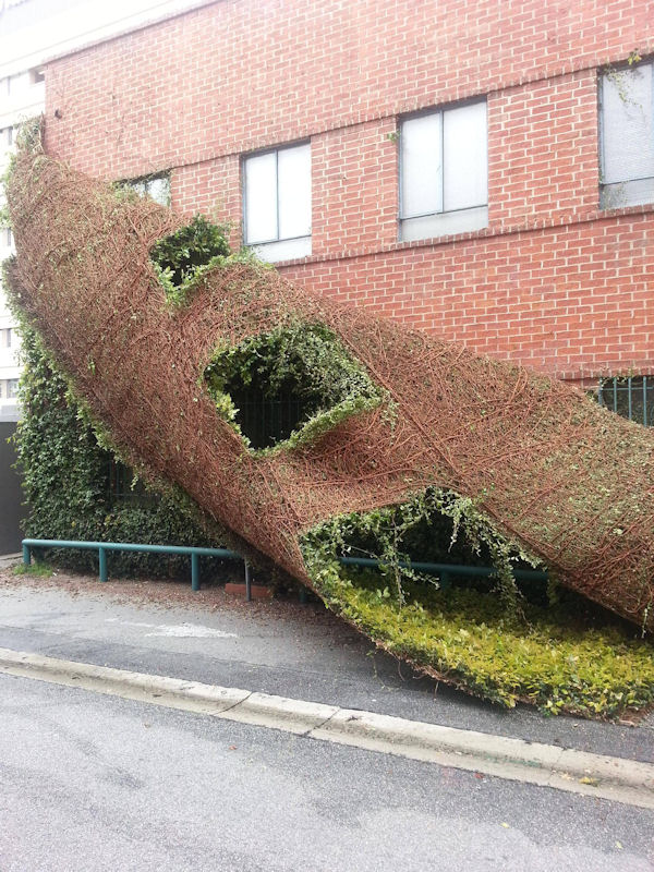 insolite facade grimpante immeuble peau pelage plante