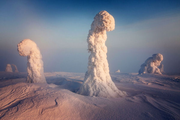 insolite arbre neige