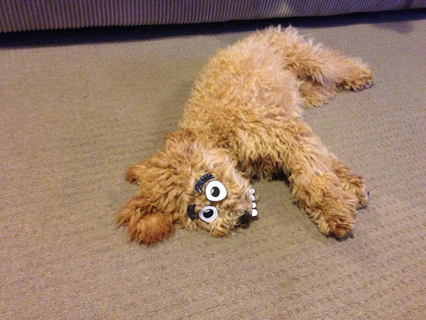 insolite chien dormir