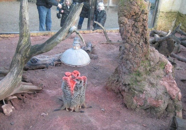 insolite suricate zoo