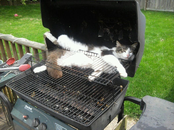 insolite barbecue chat
