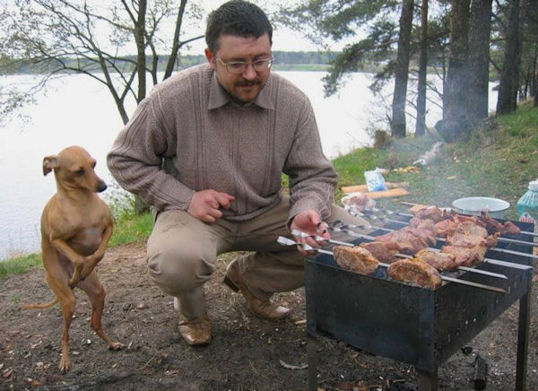 insolite barbecue chien