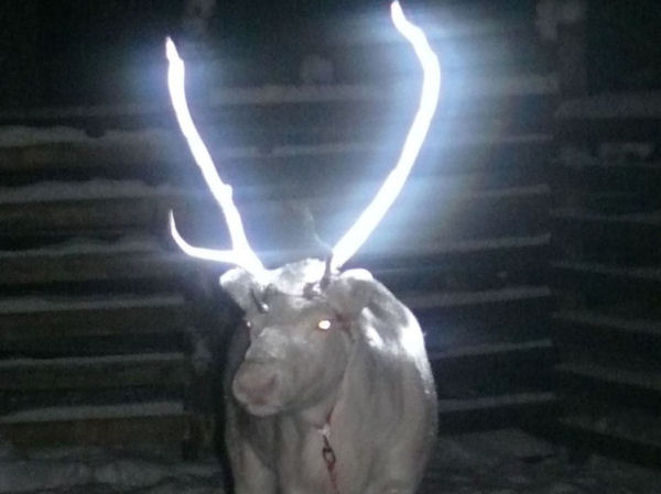 insolite bois reflechissant renne