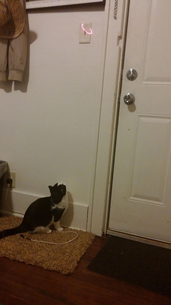 insolite chat interrupteur laser