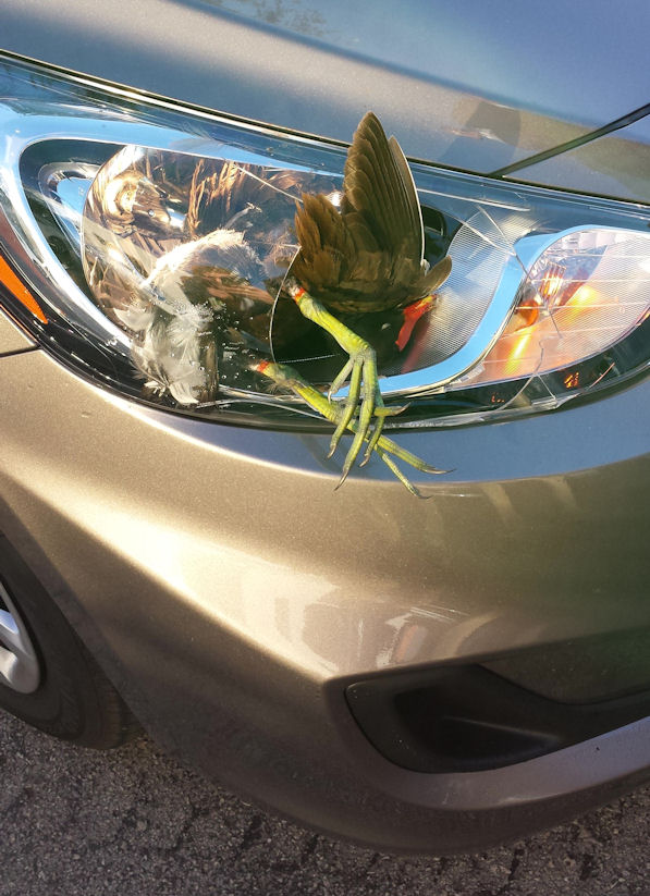 insolite oiseau phare voiture