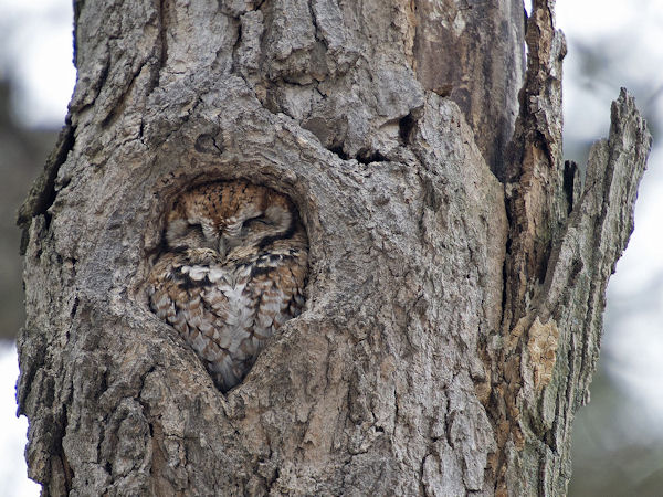 insolite arbre hibou