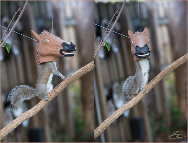insolite cheval ecureuil mangeoire tete