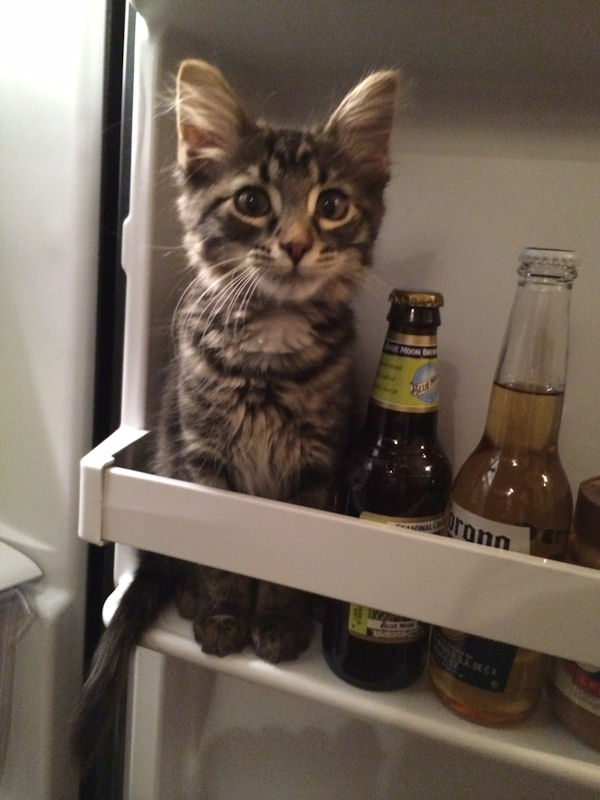 insolite biere chaton refrigerateur