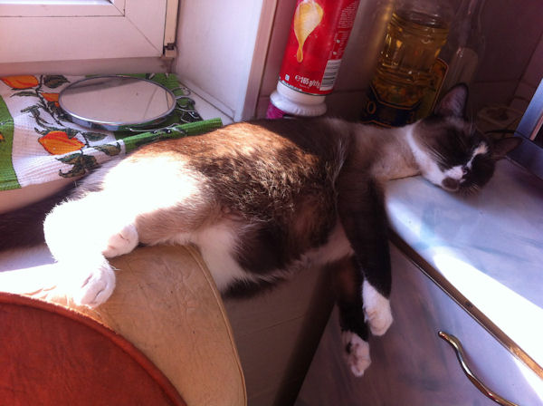 insolite chat fatigue