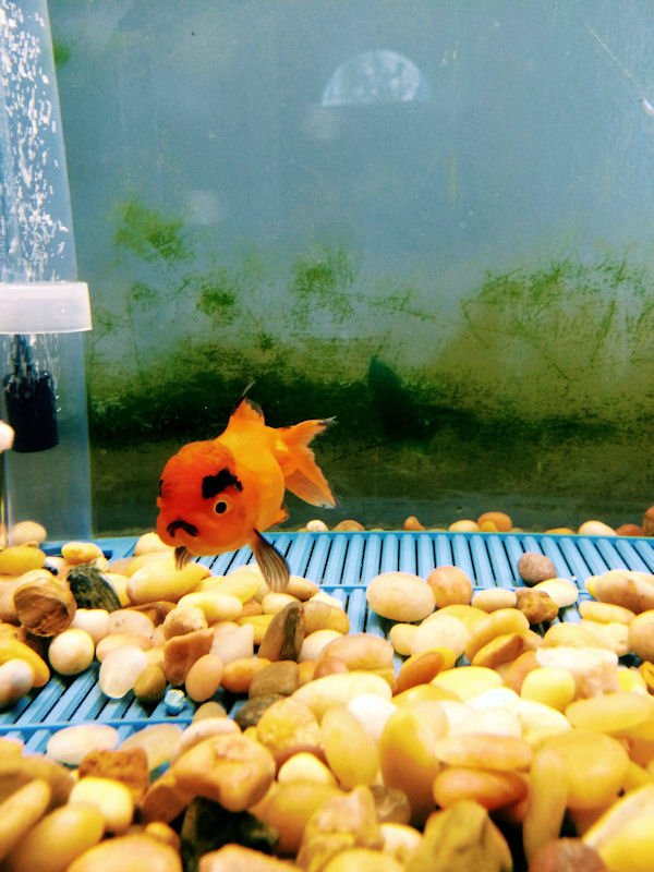insolite poisson rouge