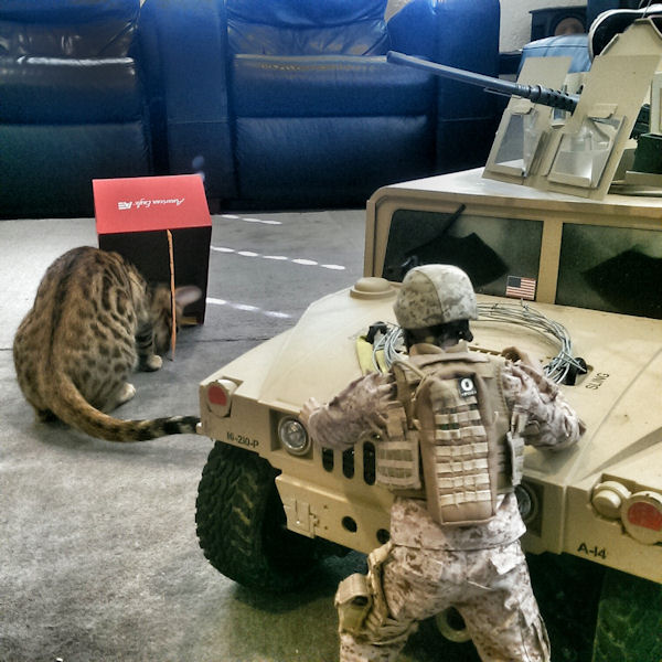insolite chat jouet soldat