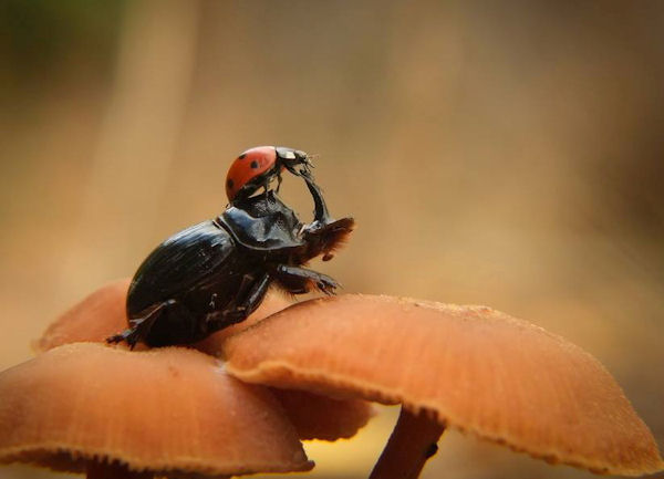 insolite coccinelle dos scarabee