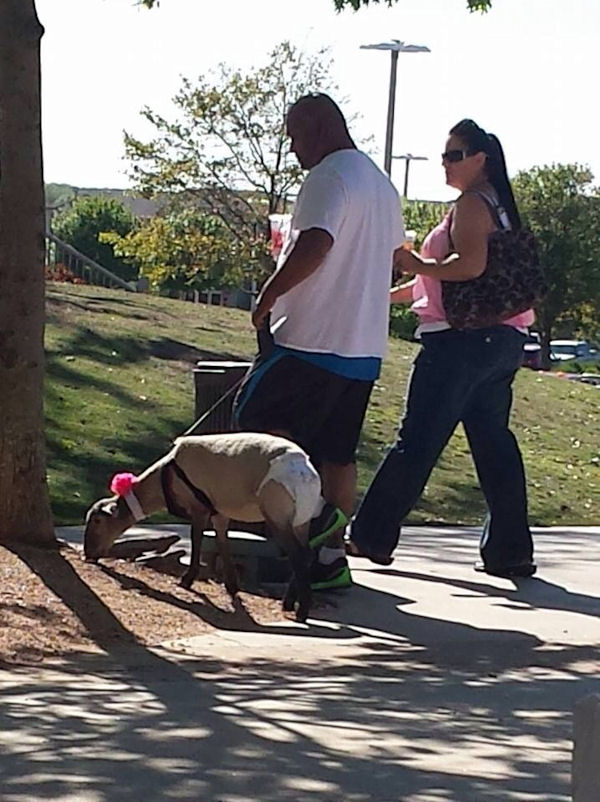 insolite couche laisse mouton promenade