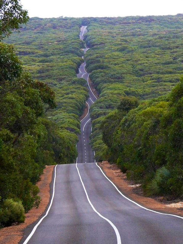 insolite ile kangourou route