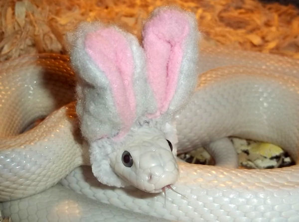 insolite lapin oreille serpent