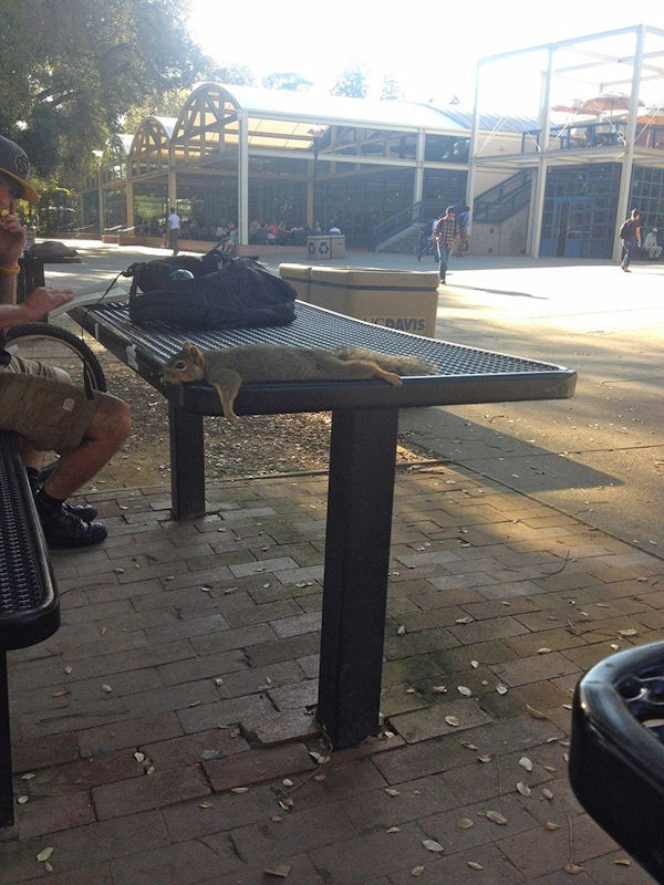 insolite ecurueil table