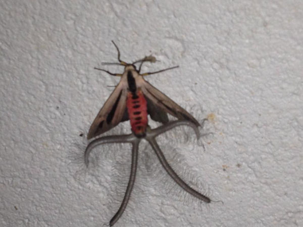 insolite coremata papillon