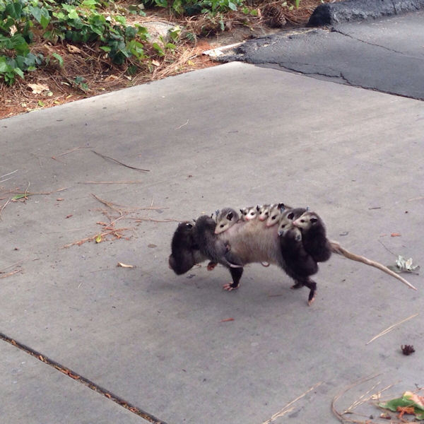 insolite balde dos opossum