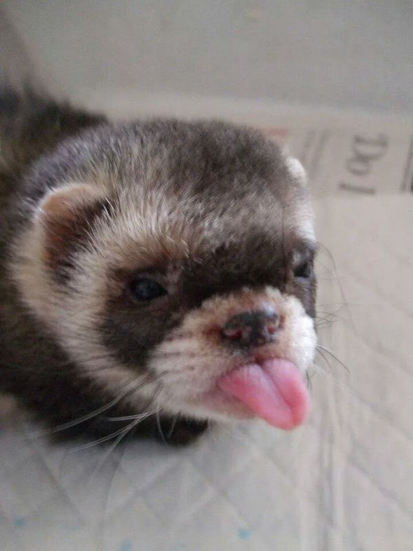 insolite furet langue