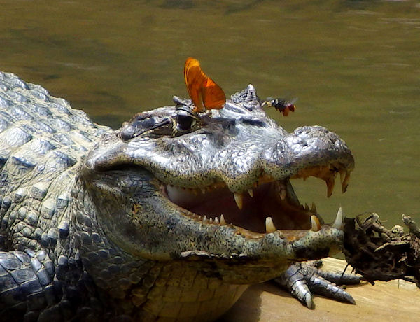 insolite abeille crocodile larme papillon